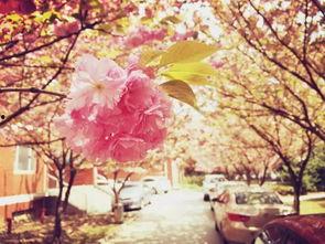 樱花校园最新版大爆料,独家爆料带你领略青春风采